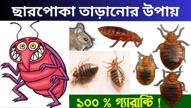 ছারপোকা তাড়ানোর উপায় কি